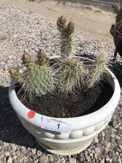 Large Cactus In Pot