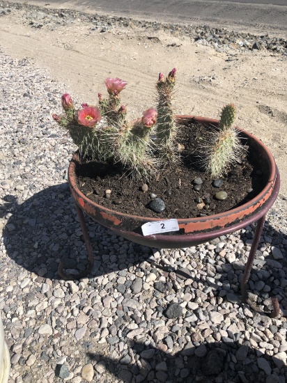 Large Flowering Cactus In Pot