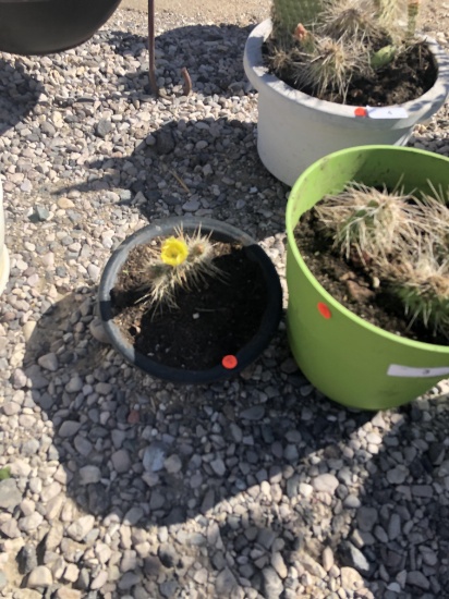 2 Cactus Plants,  One flowering Now