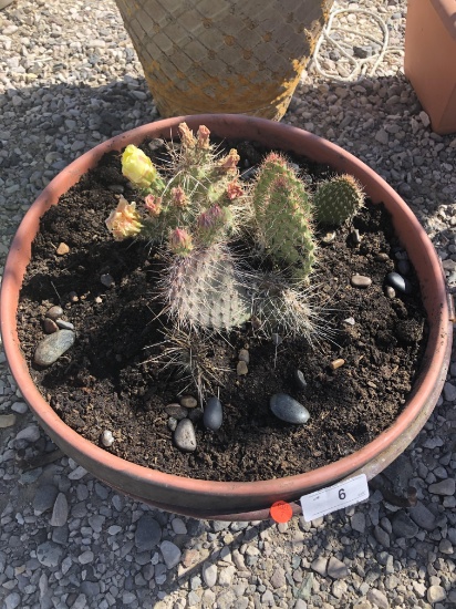 Large Flowering Cactus In Pot in Metal Stand