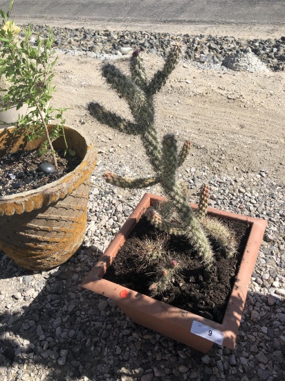 Large Flowering Cactus In Pot