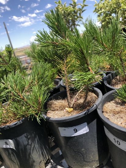 4 Mugo Pine 1 Gal