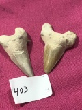 2 Fossil Sharks Teeth