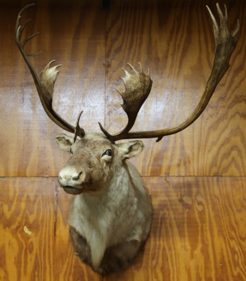 Taxidermy Caribou (LOCAL PICKUP ONLY)