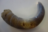 Black Powder Horn Or Steer Horn