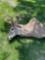 Deer head mount