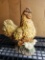 Chicken Statue, hen and chicks, 16 in tall