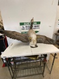 goose taxidermy mount