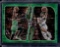 JAYSON TATUM JAYLEN BROWN 2023-24 PANINI OPTIC OPTICAL ILLUSIONS GREEN PRIZM
