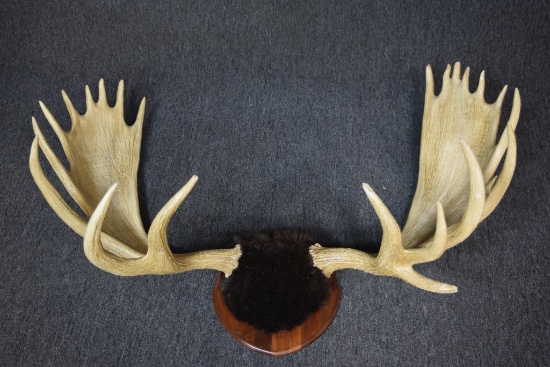 Large Resin Moose Antler Wall Hanging