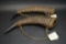 2 Drinking Horn's With Shoulder Strap