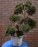 Artificial Potted Plant