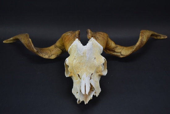 Big Horn Ram Skull