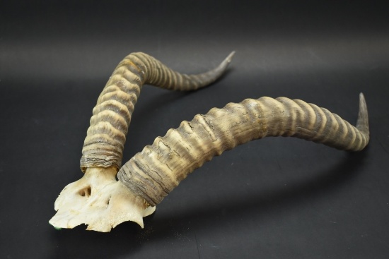 African Antelope Horns
