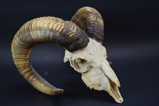Big Horn Ram Skull With Horns