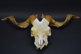 Big Horn Ram Skull