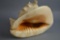 LARGE Conch Sea Shell