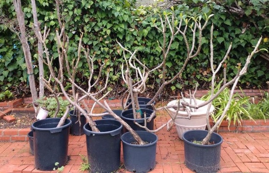 8 Large Plumeria Potted Plants