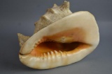 LARGE Conch Sea Shell