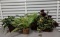 5 Assorted Artificial Plants