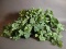 Artificial House Plant