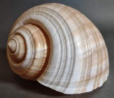 Large Tonna Sea Shell