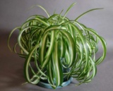 Chlorophytum Comosum 'Spider Plant' House Plant