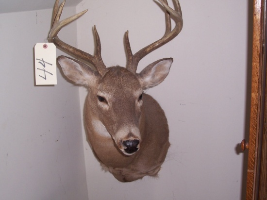 Mounted Deer Head