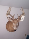 mounted Deer Head 12 pt