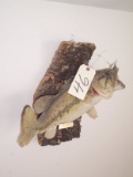 Fish mount bass 5 lb