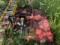 Bush Hog - 6’