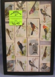 Collection of early birds of the world cards