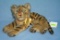 Early Steiff tiger with original tag