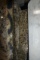 Stone Slab, 3 CM Thick, Juparana Persa Granite Polished, 116