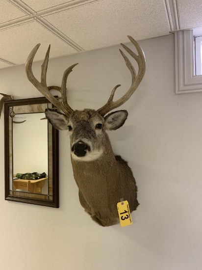 8 POINT WHITETAIL TAXIDERMY MOUNT, 19.5" SPREAD