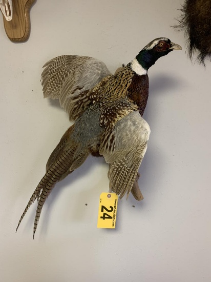 RING NECK PHEASANT TAXIDERMY MOUNT, 18"x22"