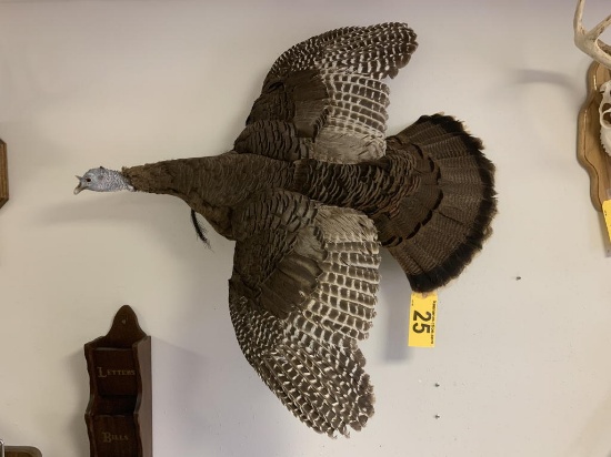 BEARDED HEN TAXIDERMY MOUNT, 40"x36"H