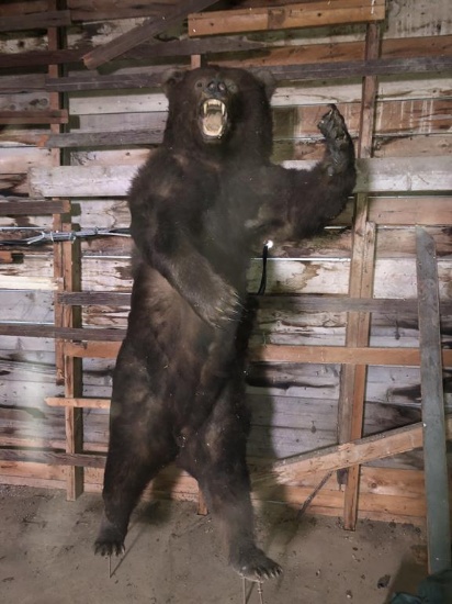 GRIZZLY BEAR FULL TAXIDERMY MOUNT, 6-1/2' H