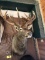 WAPITI NON-TYPICAL MOUNT
