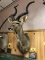 EASTERN CAPE GREATER KUDU MOUNT