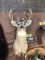 SOUTH DAKOTA WHITETAIL MOUNT