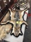 BLACK BACK JACKAL PELT