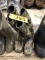 PAIR OF ROCKY BUCK STALKER SIZE 11 CAMO BOOTS