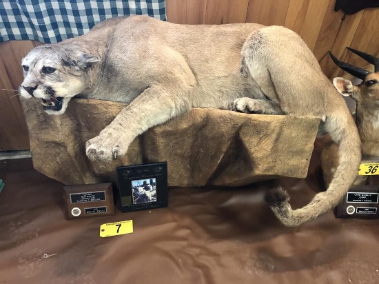 MOUNTAIN LION FULL MOUNT