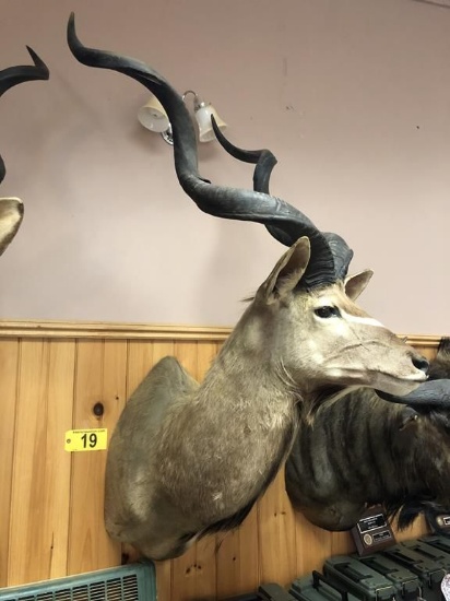 KUDU MOUNT