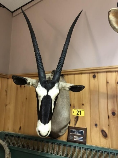 KALAHARI GEMSBOK MOUNT