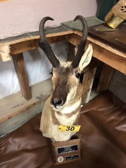 PRONGHORN MOUNT