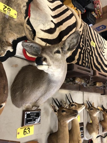 COUES DEER
