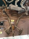 CARIBOU RACK IN VELVET