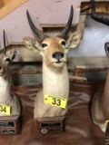 COMMON REEDBUCK MOUNT
